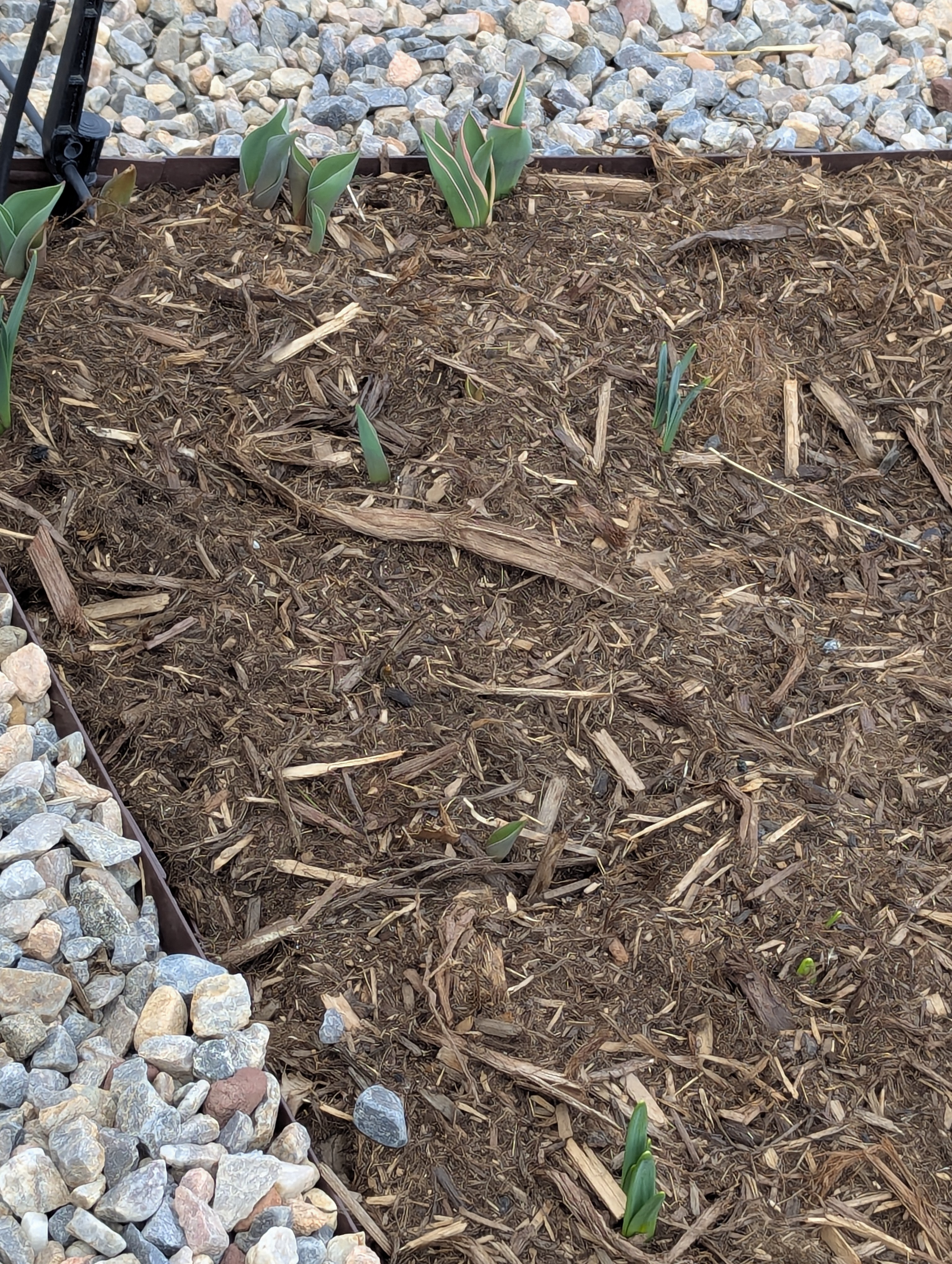 Garden, Morrison, Colorado